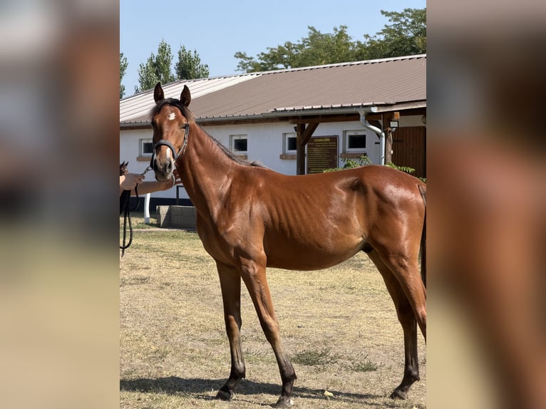 Ungarisches Sportpferd Hengst 1 Jahr 160 cm Rotbrauner in Baja