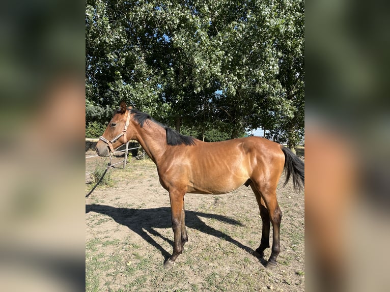 Ungarisches Sportpferd Hengst 1 Jahr Rotbrauner in Szigetszentm&#xE1;rton