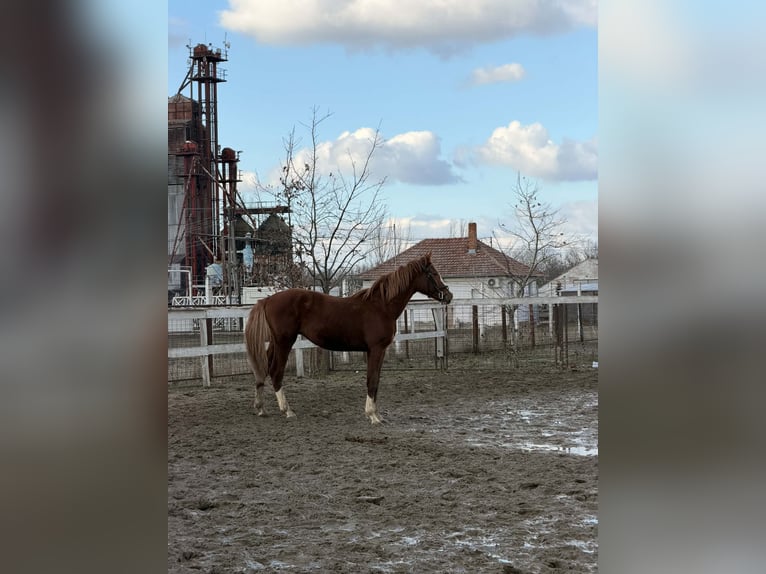 Ungarisches Sportpferd Hengst 2 Jahre 158 cm Dunkelfuchs in Dévaványa
