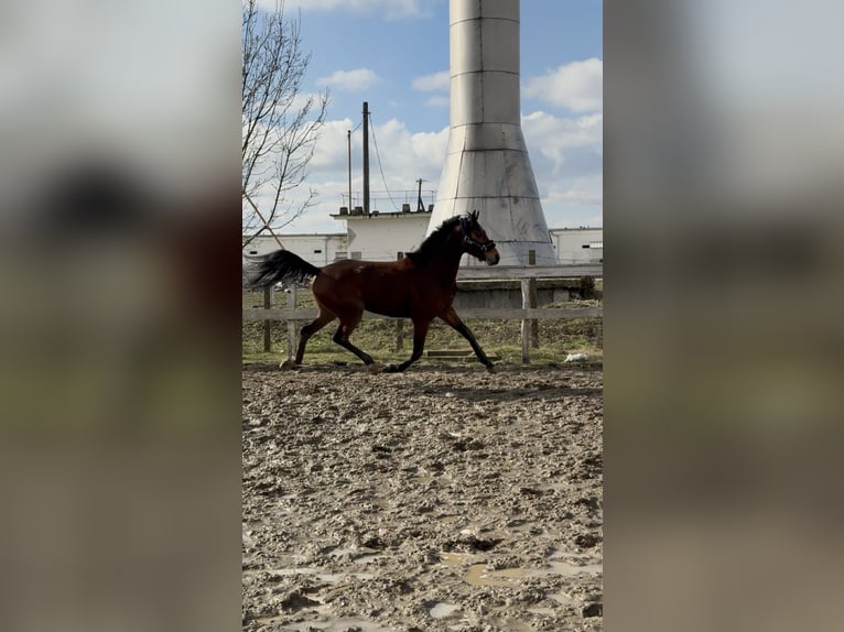 Ungarisches Sportpferd Hengst 3 Jahre 155 cm Rotbrauner in Dévaványa