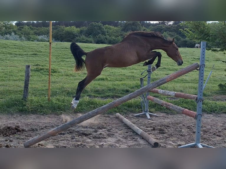 Ungarisches Sportpferd Hengst 3 Jahre 155 cm Rotbrauner in Székesfehérvár