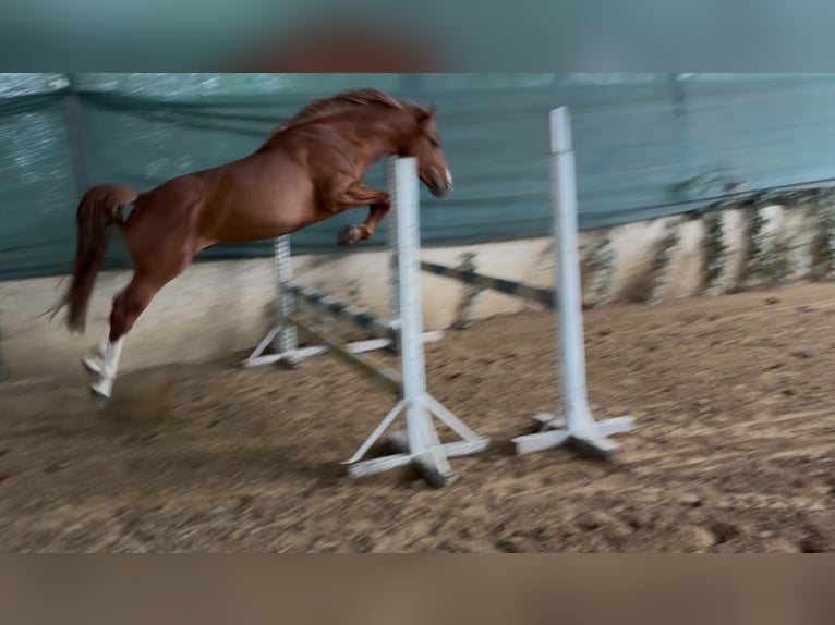 Ungarisches Sportpferd Hengst 3 Jahre 160 cm Dunkelfuchs in Szentes