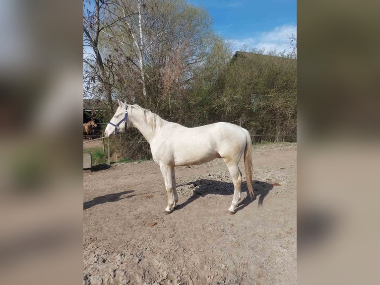 Ungarisches Sportpferd Hengst 3 Jahre 161 cm Cremello in Marcali