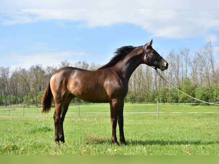 Ungarisches Sportpferd Hengst 3 Jahre 162 cm Falbe in Marcali