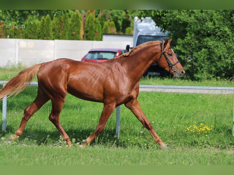 Ungarisches Sportpferd Hengst 3 Jahre 165 cm Dunkelfuchs in Abda