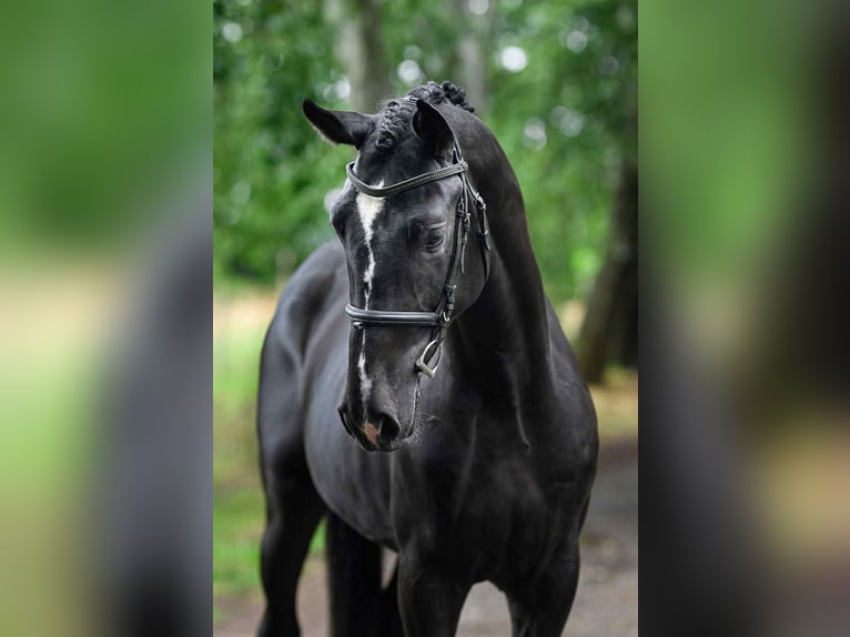 Ungarisches Sportpferd Hengst 3 Jahre 168 cm Rappe in M&#xFC;nchen