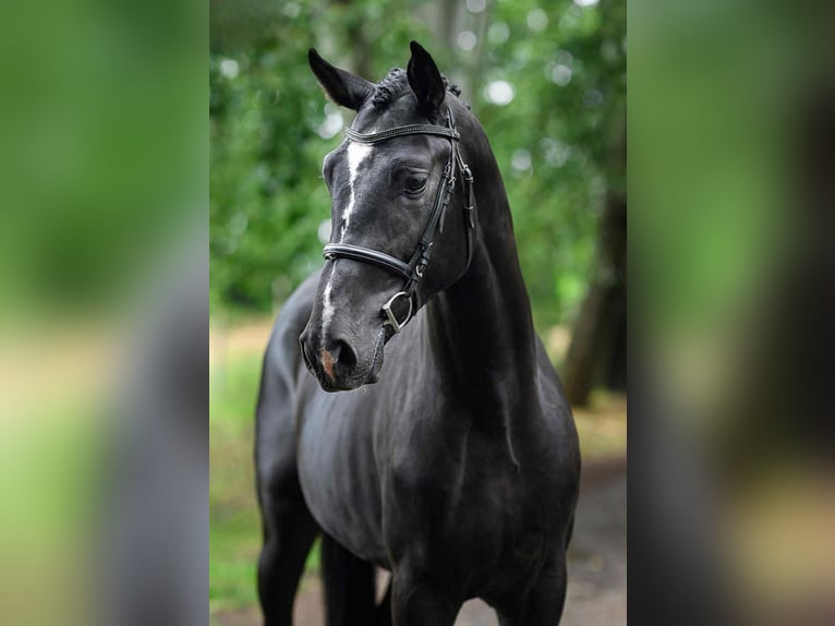Ungarisches Sportpferd Hengst 3 Jahre 168 cm Rappe in M&#xFC;nchen