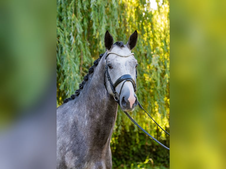 Ungarisches Sportpferd Hengst 3 Jahre 174 cm Schimmel in Debrecen