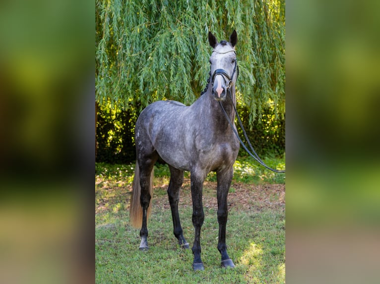 Ungarisches Sportpferd Hengst 3 Jahre 174 cm Schimmel in Debrecen