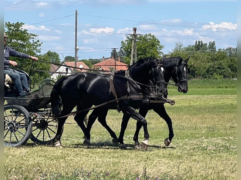 Ungarisches Sportpferd Hengst 4 Jahre 166 cm Schwarzbrauner in Soltszentimre