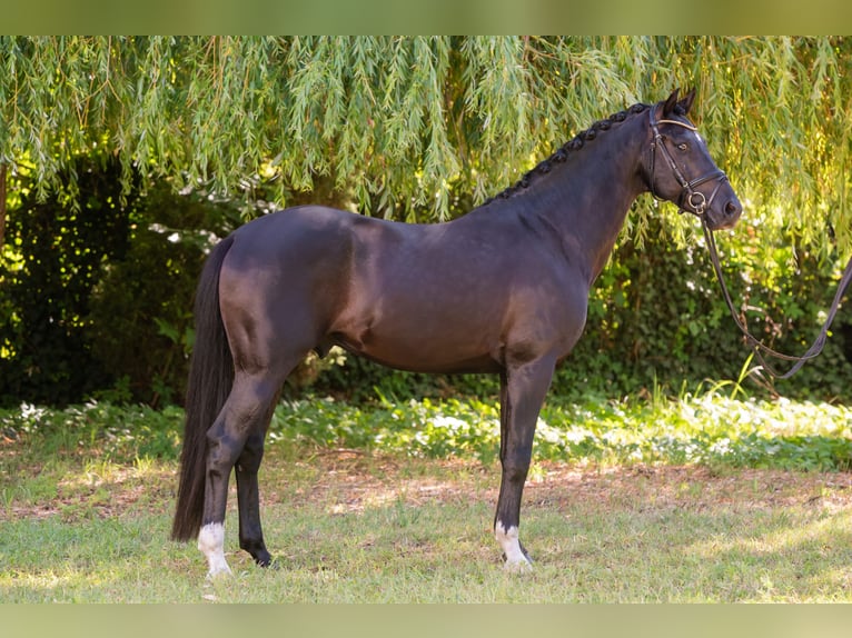 Ungarisches Sportpferd Hengst 5 Jahre 157 cm Rappe in Debrecen