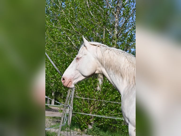 Ungarisches Sportpferd Hengst 5 Jahre 163 cm Cremello in Marcali