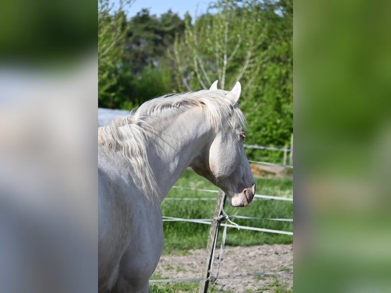 Ungarisches Sportpferd Hengst 5 Jahre 163 cm Cremello in Marcali