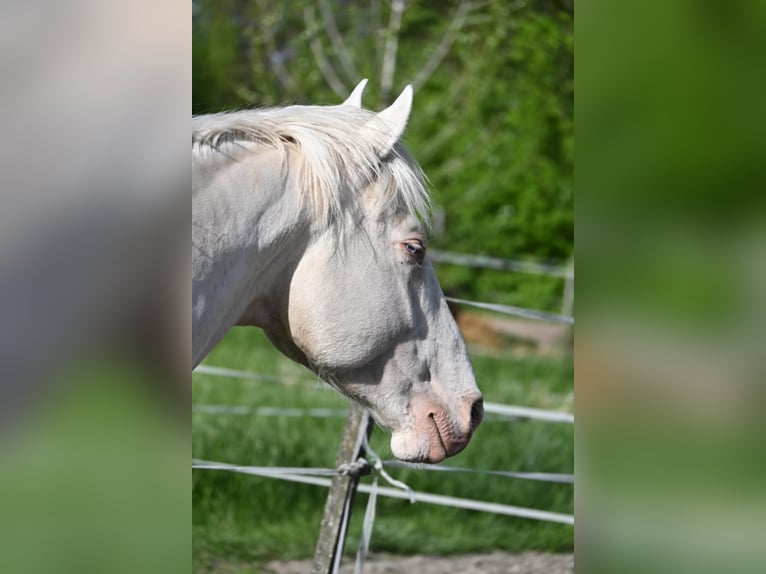 Ungarisches Sportpferd Hengst 5 Jahre 163 cm Cremello in Marcali