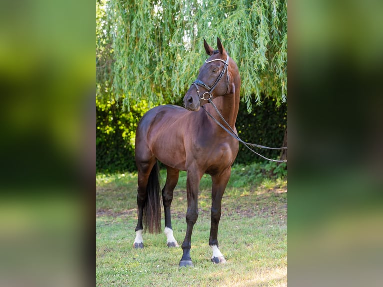 Ungarisches Sportpferd Hengst 5 Jahre 174 cm Dunkelbrauner in Debrecen