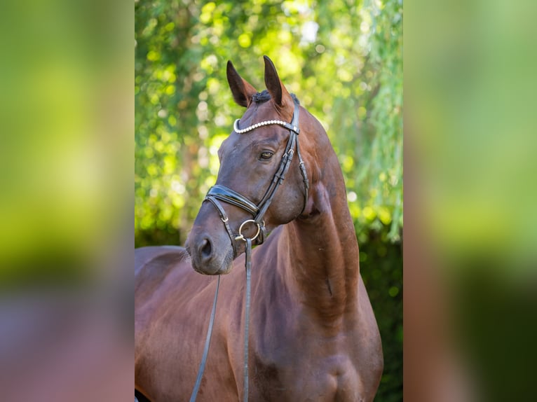 Ungarisches Sportpferd Hengst 5 Jahre 174 cm Dunkelbrauner in Debrecen