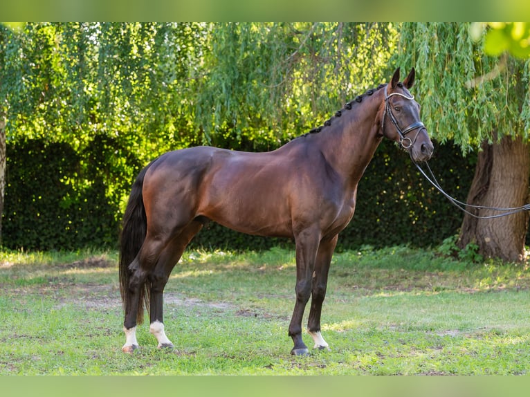 Ungarisches Sportpferd Hengst 5 Jahre 174 cm Dunkelbrauner in Debrecen