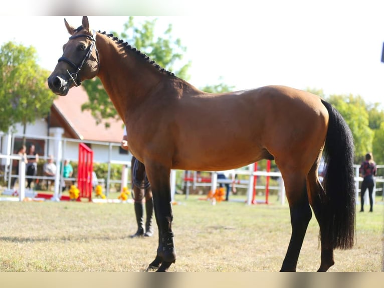 Ungarisches Sportpferd Hengst Buckskin in Marcali