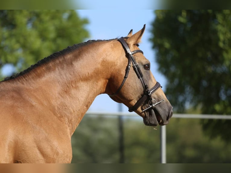 Ungarisches Sportpferd Hengst Buckskin in Marcali