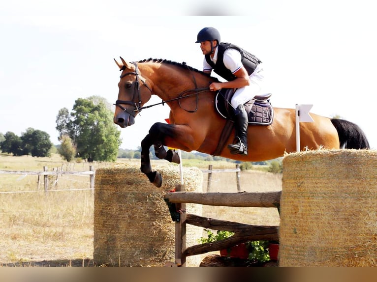 Ungarisches Sportpferd Hengst Buckskin in Marcali