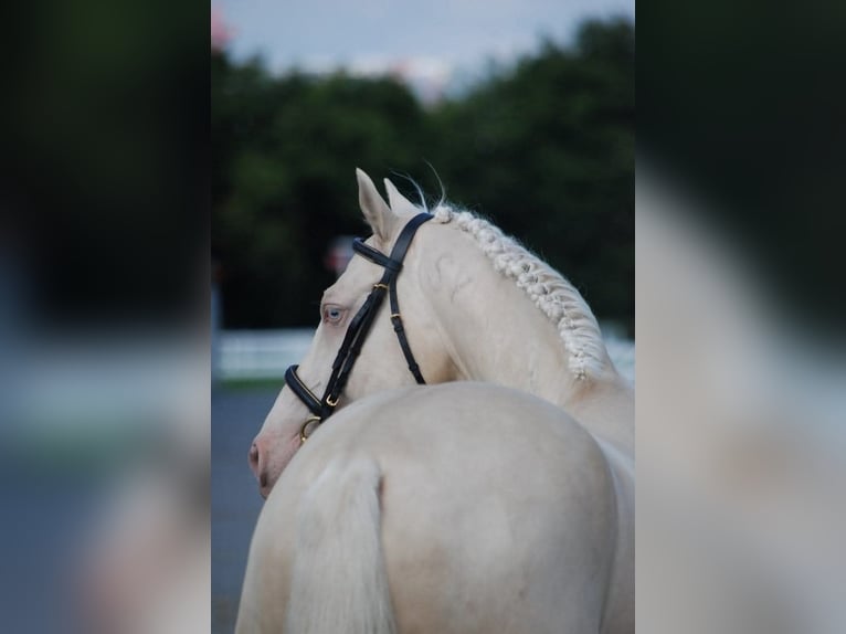 Ungarisches Sportpferd Hengst Cremello in Marcali