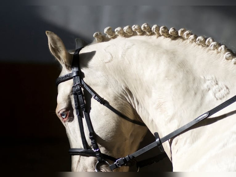 Ungarisches Sportpferd Hengst Cremello in Marcali