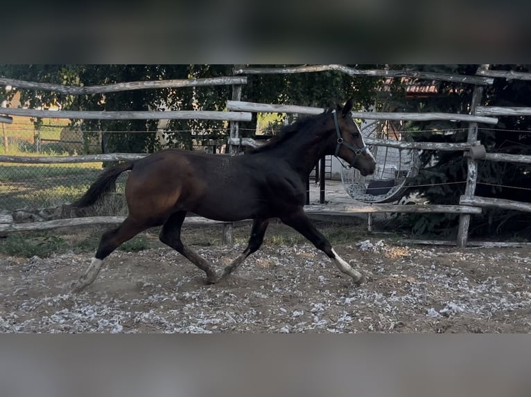 Ungarisches Sportpferd Hengst Fohlen (03/2026) 140 cm Dunkelbrauner in Nyíregyháza