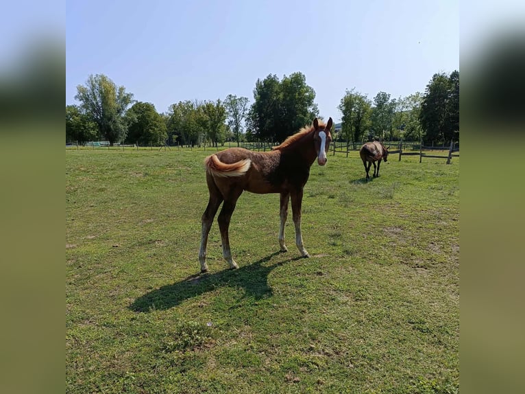 Ungarisches Sportpferd Hengst Fohlen (04/2025) 140 cm Fuchs in Keszthely
