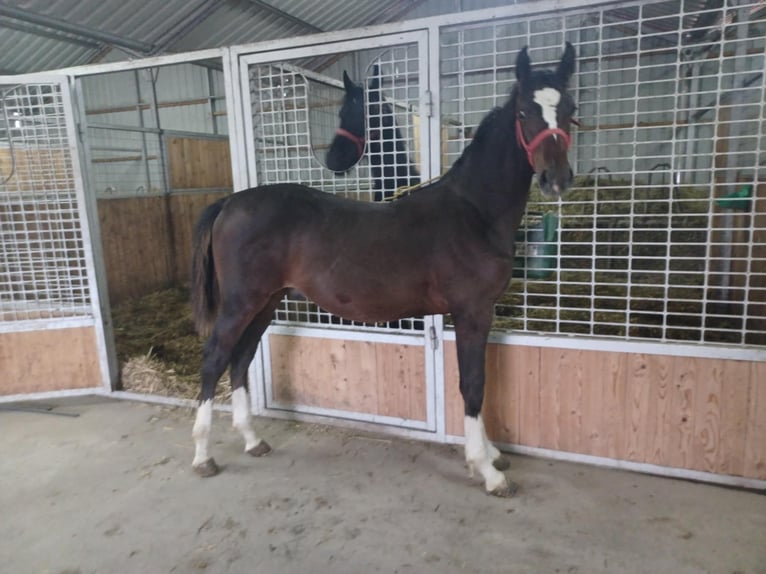 Ungarisches Sportpferd Hengst Fohlen (03/2025) 154 cm Dunkelbrauner in B&#xE9;k&#xE9;s