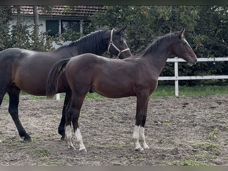Ungarisches Sportpferd Hengst Fohlen (03/2025) 154 cm Dunkelbrauner in B&#xE9;k&#xE9;s