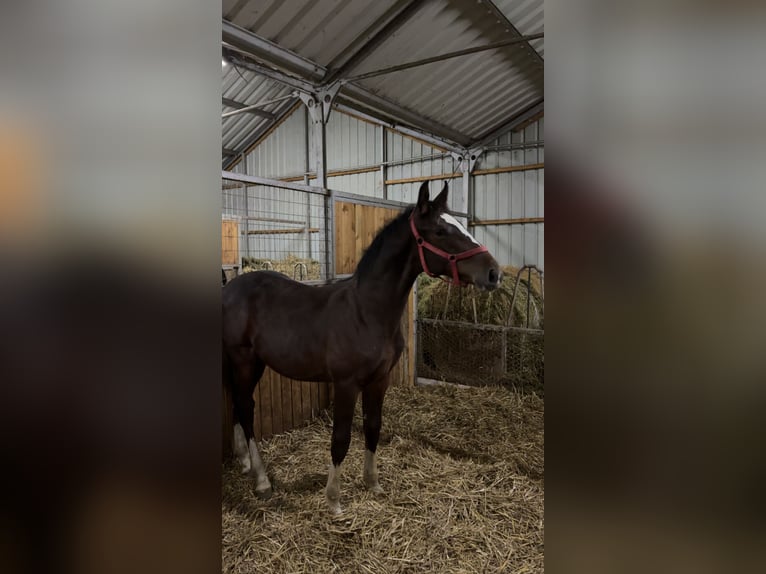 Ungarisches Sportpferd Hengst Fohlen (03/2025) 154 cm Dunkelbrauner in B&#xE9;k&#xE9;s