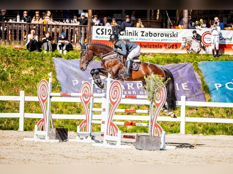 Ungarisches Sportpferd Hengst Fohlen (03/2026) 178 cm Dunkelfuchs in Újfehértó