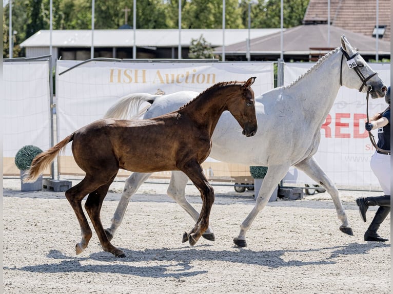 Ungarisches Sportpferd Hengst Fohlen (03/2026) 178 cm Dunkelfuchs in Újfehértó