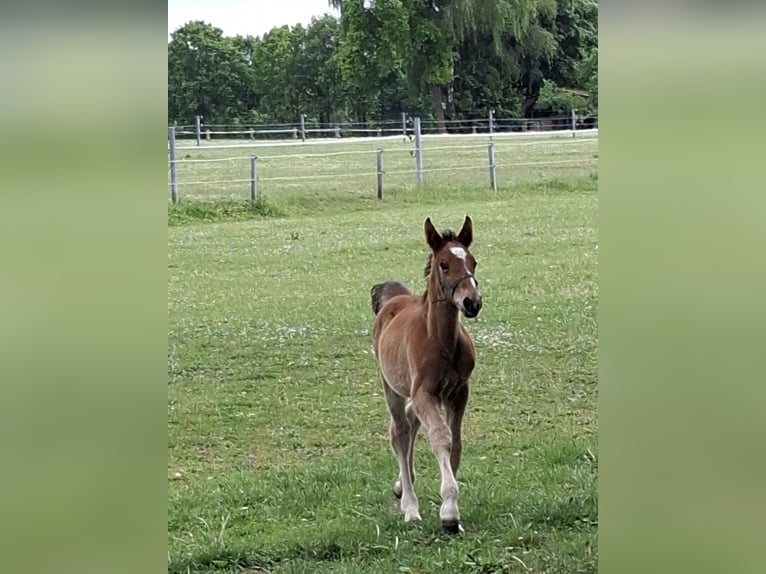 Ungarisches Sportpferd Mix Hengst  Hellbrauner in Herzlake