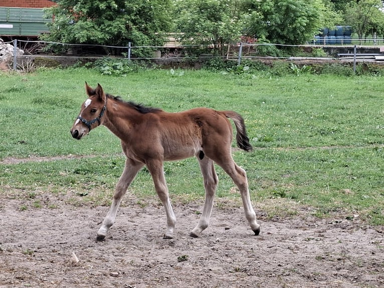 Ungarisches Sportpferd Mix Hengst  Hellbrauner in Herzlake