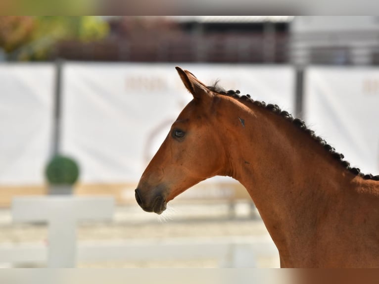 Ungarisches Sportpferd Hengst Fohlen (04/2025) Rotbrauner in &#x150;rbotty&#xE1;n