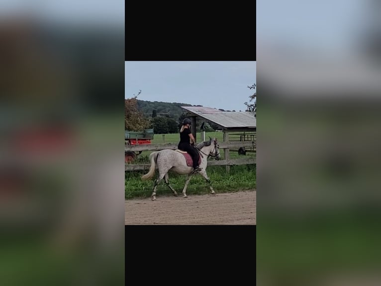 Ungarisches Sportpferd Stute 10 Jahre 148 cm Fliegenschimmel in Tecklenburg