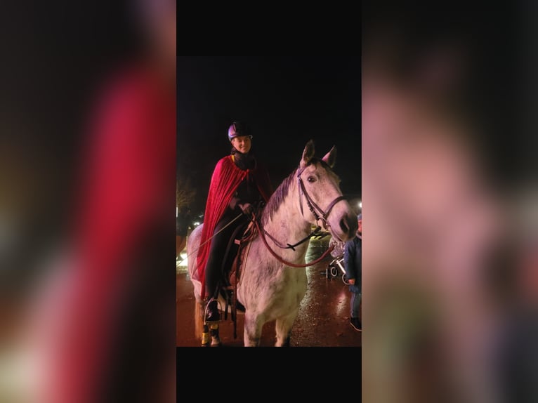 Ungarisches Sportpferd Stute 10 Jahre 148 cm Fliegenschimmel in Tecklenburg