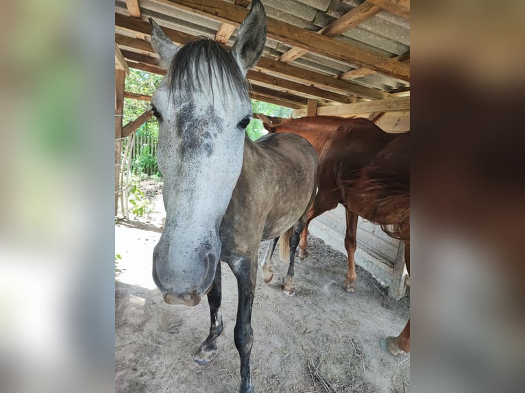 Ungarisches Sportpferd Stute 10 Jahre 150 cm Apfelschimmel in Dorf