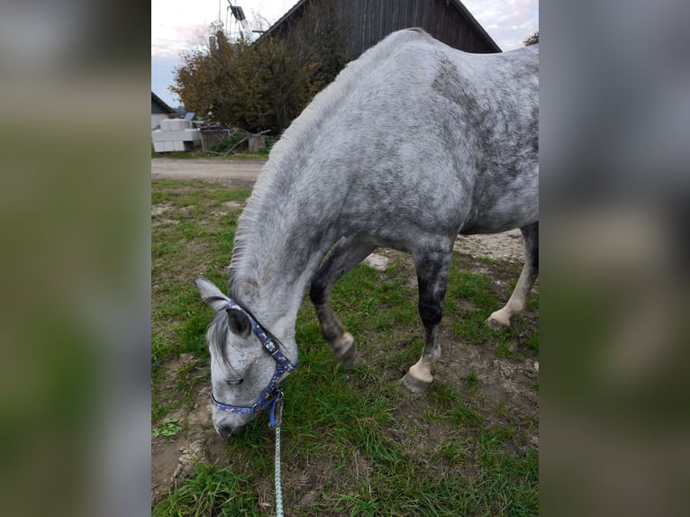 Ungarisches Sportpferd Stute 10 Jahre 150 cm Apfelschimmel in Dorf