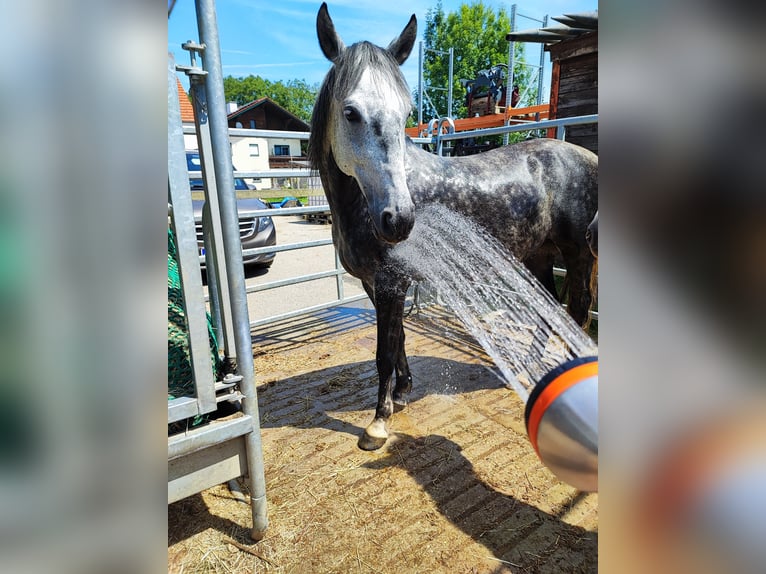 Ungarisches Sportpferd Stute 10 Jahre 150 cm Apfelschimmel in Dorf