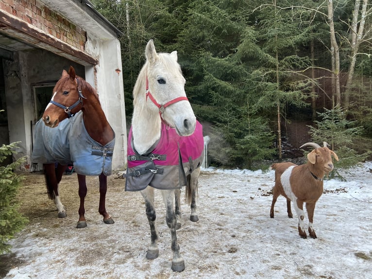 Ungarisches Sportpferd Stute 10 Jahre 155 cm Fliegenschimmel in Morgenr&#xF6;the-Rautenkranl