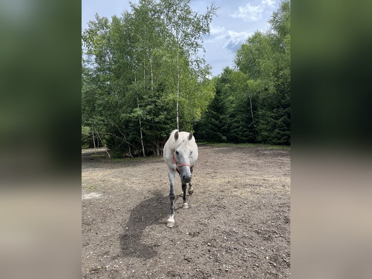 Ungarisches Sportpferd Stute 10 Jahre 155 cm Fliegenschimmel in Morgenr&#xF6;the-Rautenkranl