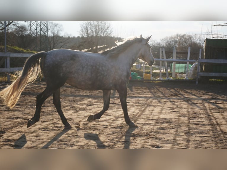 Ungarisches Sportpferd Stute 10 Jahre 155 cm Schimmel in Gauting