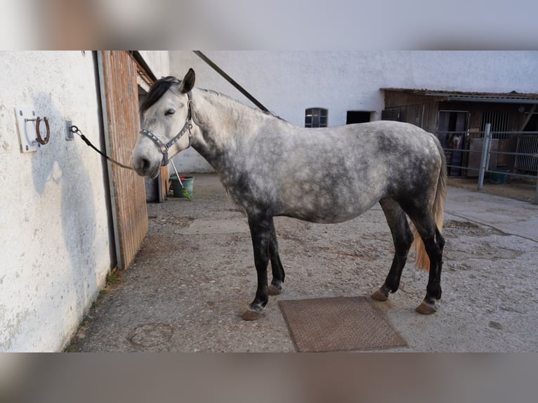 Ungarisches Sportpferd Stute 10 Jahre 155 cm Schimmel in Gauting