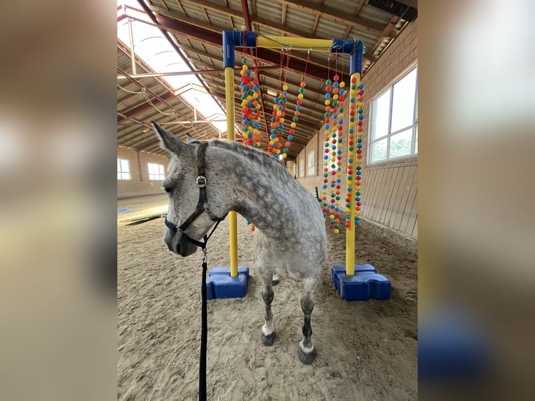 Ungarisches Sportpferd Stute 10 Jahre 156 cm Apfelschimmel in Oberndorf