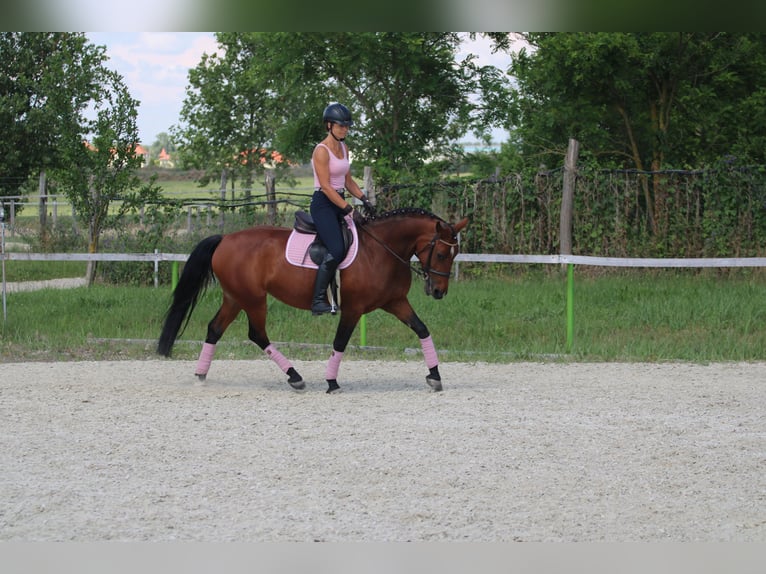 Ungarisches Sportpferd Mix Stute 10 Jahre 160 cm Rotbrauner in Gönyű
