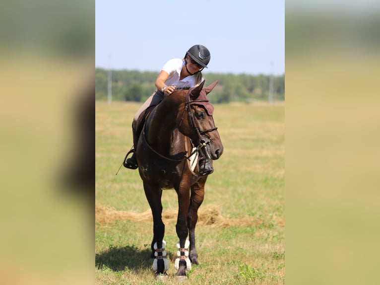 Ungarisches Sportpferd Stute 10 Jahre 164 cm Dunkelbrauner in Gönyű