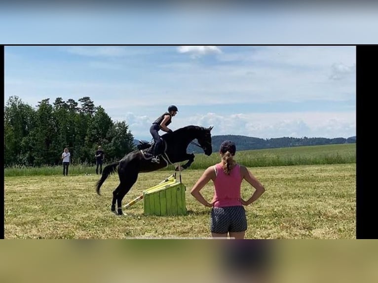 Ungarisches Sportpferd Stute 10 Jahre 166 cm Rappe in Tragwein