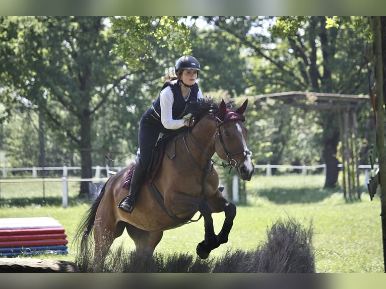 Ungarisches Sportpferd Stute 10 Jahre 167 cm Dunkelbrauner in Marburg